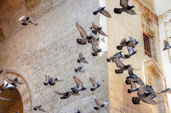 Islamic Cairo In Depth 6